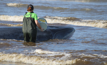 Autoridades ambientais continuam atuando no resgate da baleia em Jaguaruna