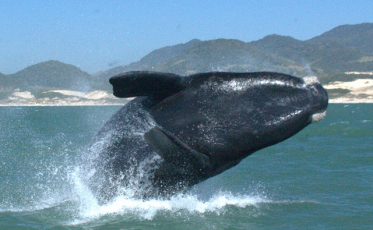 Temporada de observação de baleias em preparação