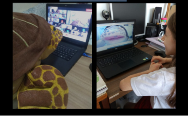 Conteúdos educativos do Museu de Zoologia acessado por mais de 20 mil crianças na pandemia 