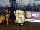 Cães flagram cocaína e maconha em rodovias