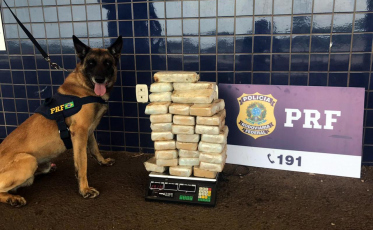 Cães flagram cocaína e maconha em rodovias