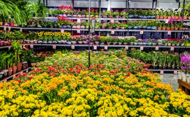 Dia das Mães: Flores em alta para presentear ou decorar