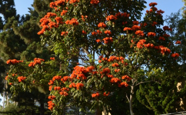 Fundai oferece mudas nativas para substituir planta tóxica a insetos