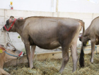 É da casa o campeão geral de Gado Jersey Jovem na Feagro