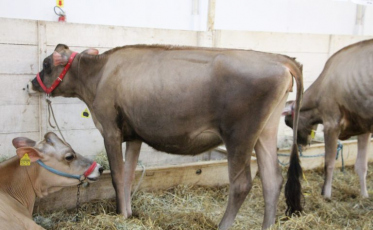 É da casa o campeão geral de Gado Jersey Jovem na Feagro