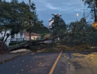 Região Carbonífera registra queda de árvores após temporal