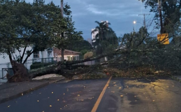 Região Carbonífera registra queda de árvores após temporal