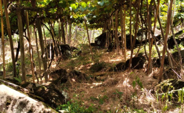 Videiras no Sul catarinense serão fiscalizadas contra a Cancro Bacteriano