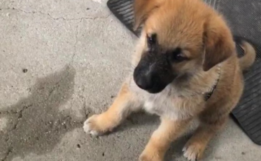 Levaram o Volt, o cachorro da delegacia