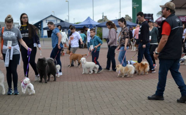 Atenção aos cães de idade