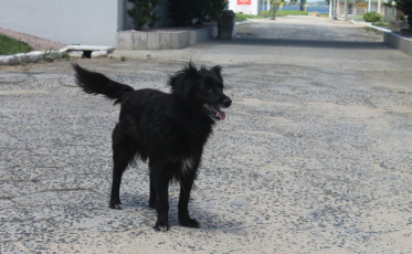 Casos de maus tratos a animais gera suspeita de zoofilia