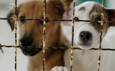 Criciúma pode ganhar Farmácia PET solidária