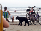 A quantidade de cães nas praias