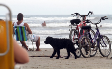 A quantidade de cães nas praias
