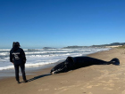 Filhote de baleia-franca morre após não encontrar a mãe em Imbituba