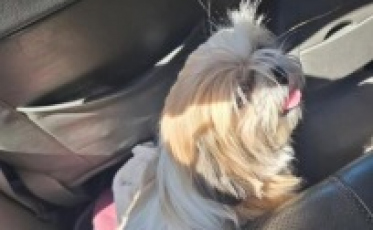 Mulher é presa acusada de furtar cão em Sombrio