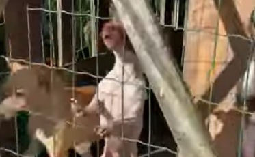 Maus tratos: Cães pinscher são resgatados de galinheiro suspenso 