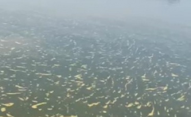 [Áudio e vídeo] Órgãos ambientais confirmam presença de coliformes fecais na Lagoa dos Esteves  