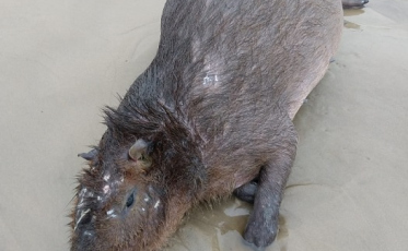 Capivara morta a tiro no Arroio do Silva 