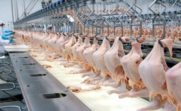 Avicultura: Estado não deve ser afetado por polêmica na China 