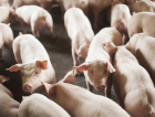 Março fecha com alta nas exportações de carne suína