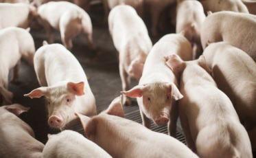 Março fecha com alta nas exportações de carne suína