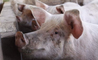 Aumenta a exportação catarinense de carne suína
