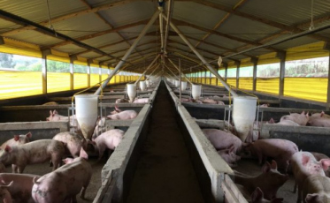 O salto da carne suína de Santa Catarina