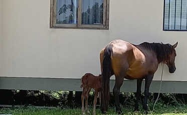 Cavalos soltos em ruas preocupam moradores do Santo Antônio (VÍDEOS)