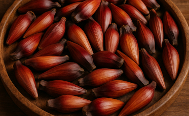 [Áudio] Pinhão de Santa Catarina será exportado para a Ásia