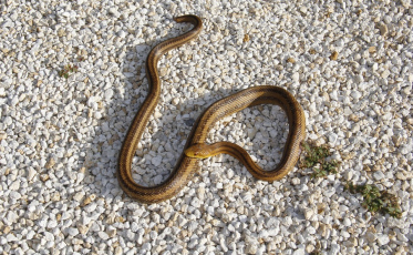 Famcri alerta sobre possibilidade de aparecimento de animais silvestres em perímetro urbano