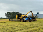 Tarifaço dos EUA atinge arroz brasileiro e aumenta pressão sobre produtores