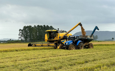 Tarifaço dos EUA atinge arroz brasileiro e aumenta pressão sobre produtores
