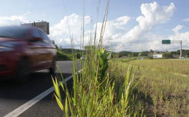 Içara não assumirá roçada na Via Rápida