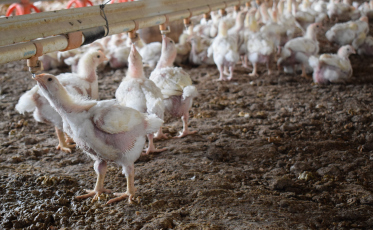 Casos de Covid-19 em frigoríficos colocam em risco animais de produção