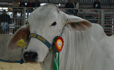 Há 29 anos, raça Brahman chegava em Santa Catarina; bovinos estarão na AgroPonte