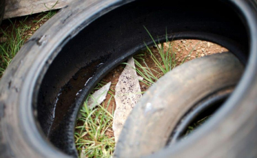 Em sete meses de 2023, SC já registrou mais casos de dengue do que o ano passado inteiro