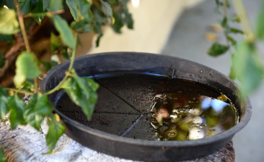 Mais seis focos do mosquito da dengue são encontrados em Criciúma