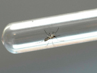 Brasil registra mais de 1,5 milhão de casos prováveis de dengue