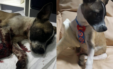 (Vídeo) Cão atropelado é resgatado pela Polícia Civil de Turvo