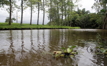 A soma de árvores pela água