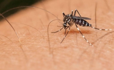 Forquilhinha registra foco de mosquito Aedes Aegypti