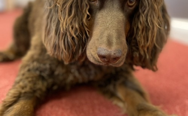 Cachorros são treinados para sentir cheiro de Covid-19 em assintomáticos
