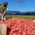 Superprodução leva agricultor a alimentar gado com pitaya em SC: ‘Fiz isso chorando’