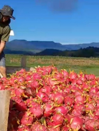 Superprodução leva agricultor a alimentar gado com pitaya em SC: ‘Fiz isso chorando’