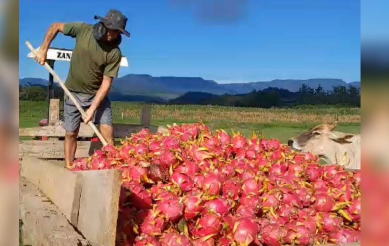 Superprodução leva agricultor a alimentar gado com pitaya em SC: ‘Fiz isso chorando’