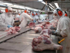 Santa Catarina em alta nas exportações de carne