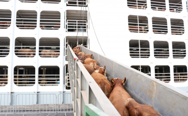 Porto de Imbituba exporta mais de 3,5 mil bois vivos para a Turquia