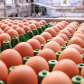 'Rei do Ovo' acelera expansão da Global Eggs após aporte de até US$ 1 bilhão