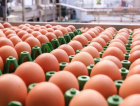 'Rei do Ovo' acelera expansão da Global Eggs após aporte de até US$ 1 bilhão